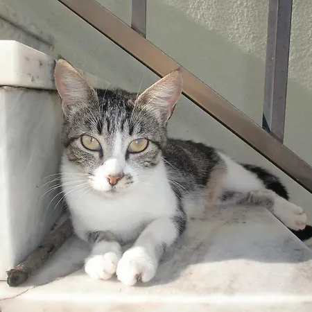 Quinta Da Harmonia * Azeitão