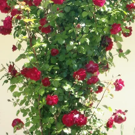 Quinta Da Harmonia Apartamento *