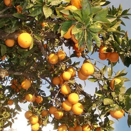 Quinta Da Harmonia Apartamento Azeitão