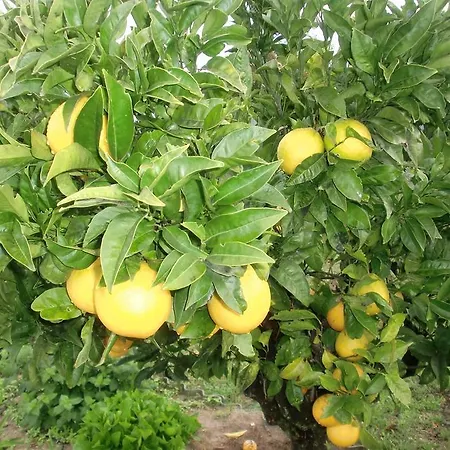 Quinta Da Harmonia Apartamento Azeitão