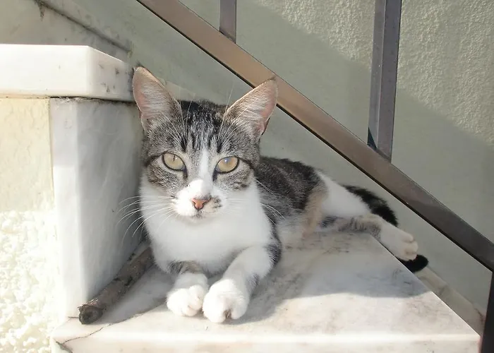 Quinta Da Harmonia * 阿泽陶