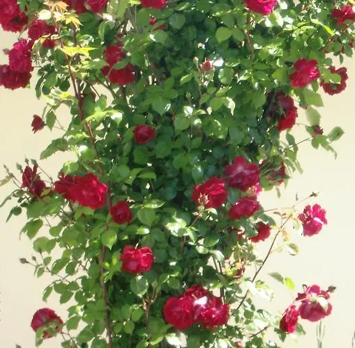 Quinta Da Harmonia 公寓 *