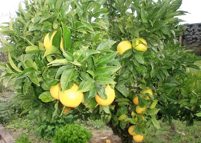 Quinta Da Harmonia 公寓 阿泽陶